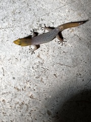 Sphaerodactylus homolepis