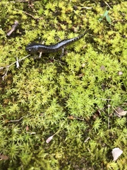 Ambystoma talpoideum