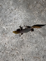 Sphaerodactylus homolepis