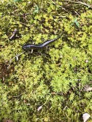 Ambystoma talpoideum