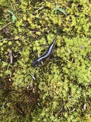 Ambystoma talpoideum