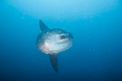 Mola alexandrini