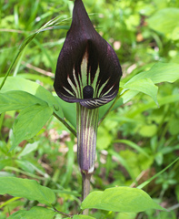 Arisaema serratum