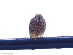 Falco tinnunculus dacotiae