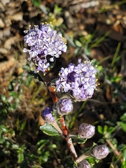 Ceanothus confusus