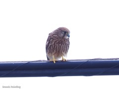 Falco tinnunculus dacotiae