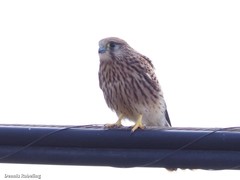 Falco tinnunculus dacotiae