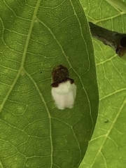 Pulvinaria innumerabilis