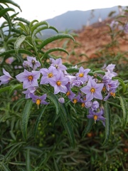 Solanum crispum