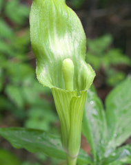 Arisaema nikoense