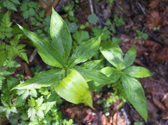 Arisaema nikoense