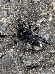 Sphodros niger