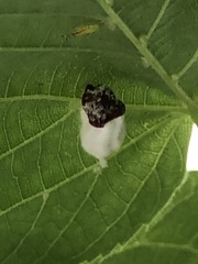 Pulvinaria innumerabilis