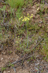 Lomatium simplex
