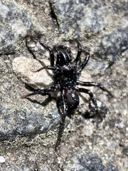 Sphodros niger
