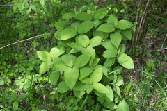 Chloranthus serratus
