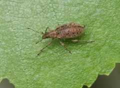 Polydrusus pilosus