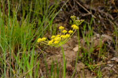 Lomatium simplex