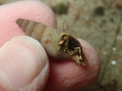 Ophiodermella inermis