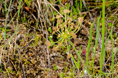 Lomatium simplex