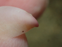 Crepidula norrisiarum