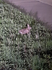 Sylvilagus floridanus