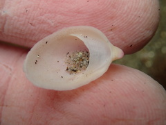 Crepidula norrisiarum