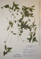Parietaria pensylvanica