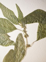 Parietaria pensylvanica