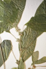 Parietaria pensylvanica