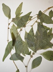 Parietaria pensylvanica