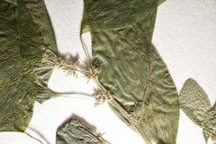 Parietaria pensylvanica