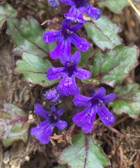 Ajuga makinoi