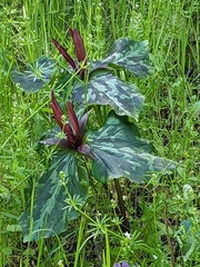 Trillium kurabayashii