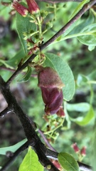 Contarinia cerasiserotinae