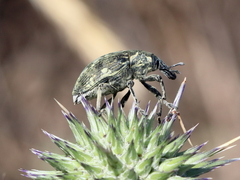 Larinus onopordi