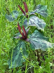 Trillium kurabayashii