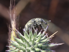Larinus onopordi