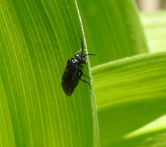 Phymatocera