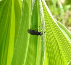 Phymatocera