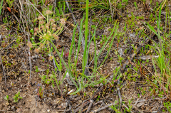 Lomatium simplex