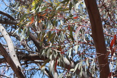 Eucalyptus torquata