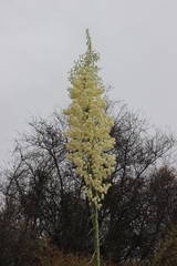 Hesperoyucca