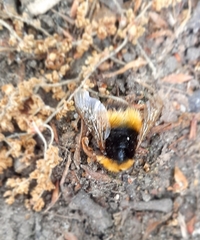 Bombus