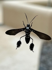 Horama plumipes