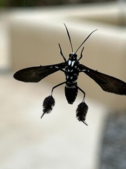 Horama plumipes