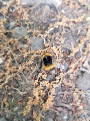 Bombus