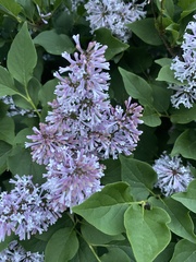 Syringa meyeri