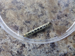 Abraxas grossulariata