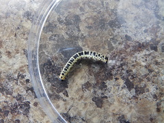 Abraxas grossulariata